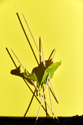 Arrangement vor Gelb 